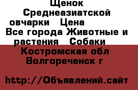 Щенок Среднеазиатской овчарки › Цена ­ 35 000 - Все города Животные и растения » Собаки   . Костромская обл.,Волгореченск г.
